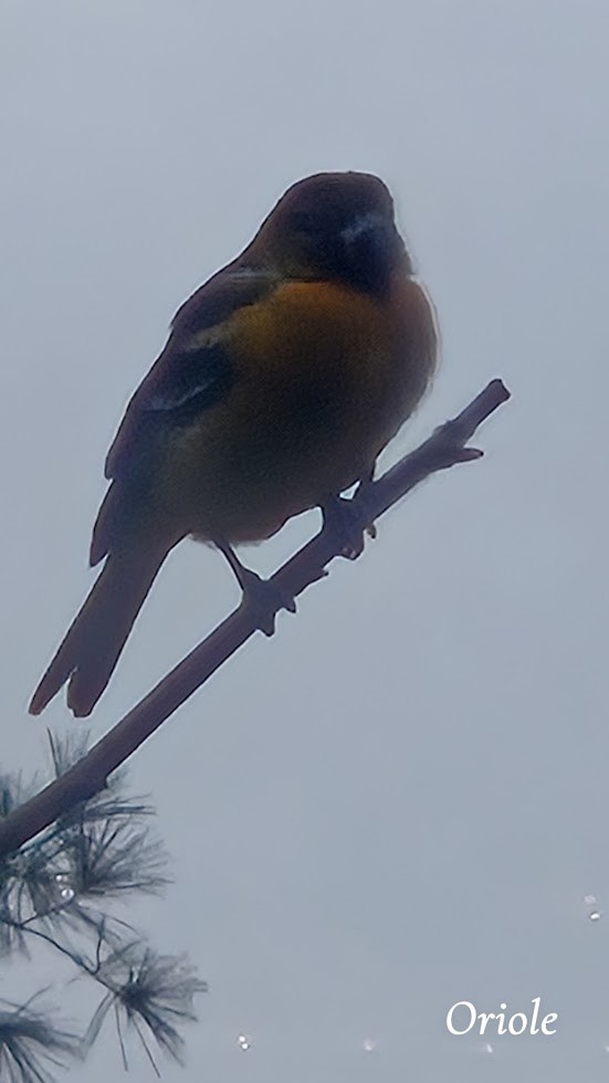 Turpial de Baltimore - ML646234160