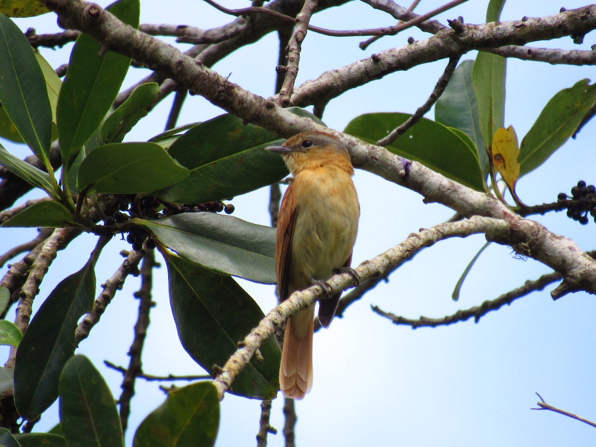 Chestnut-crowned Becard - ML646234162