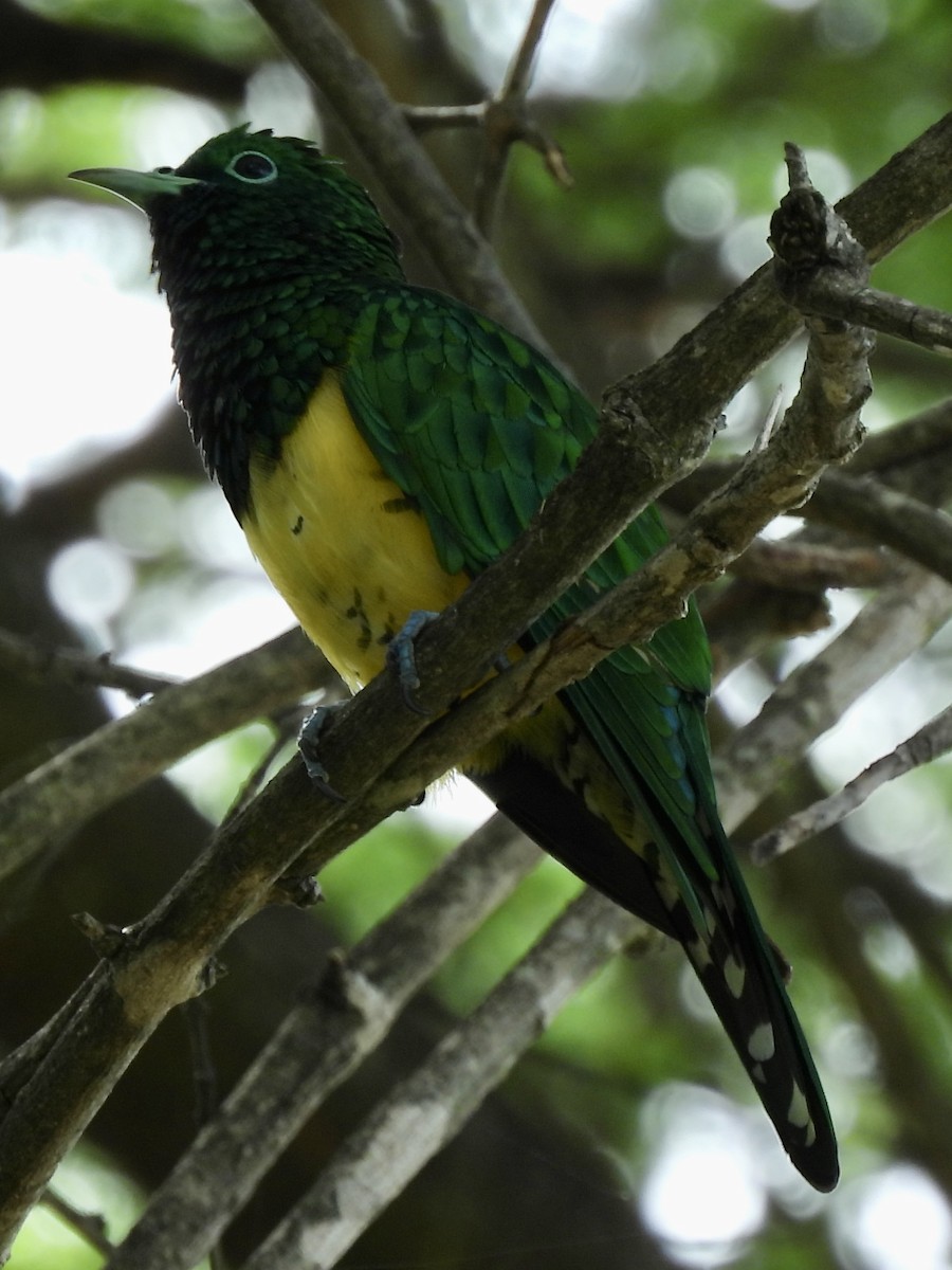 African Emerald Cuckoo - ML646234172