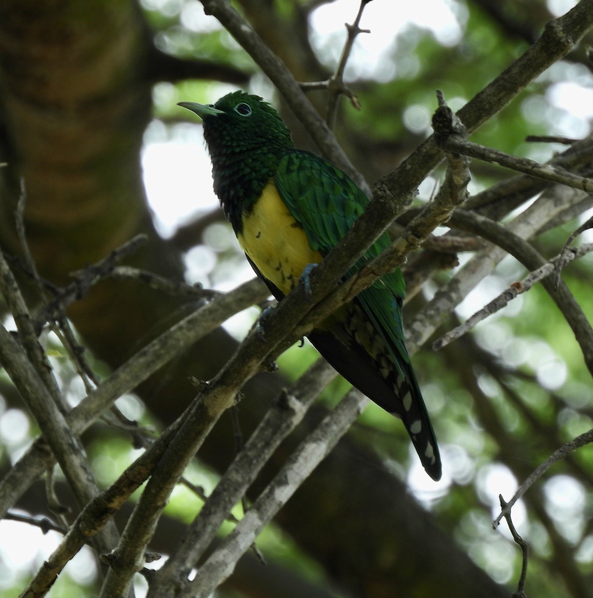 African Emerald Cuckoo - ML646234173