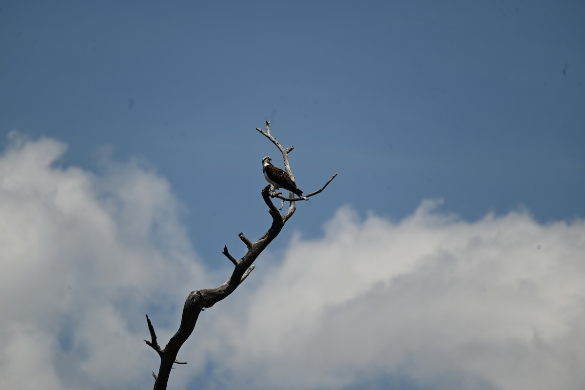 魚鷹 - ML646234178