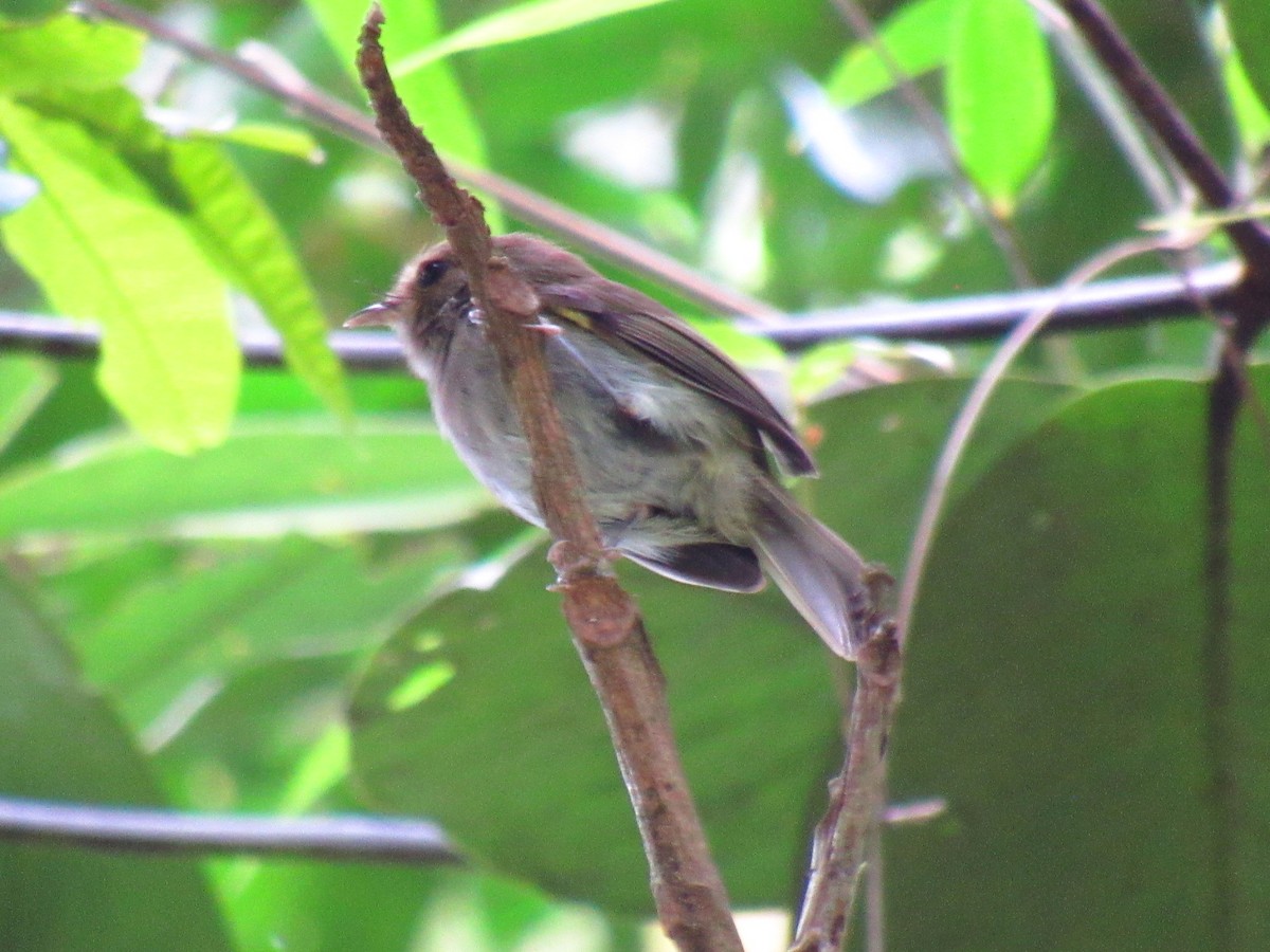 Todirostre à poitrine ombrée - ML646234180
