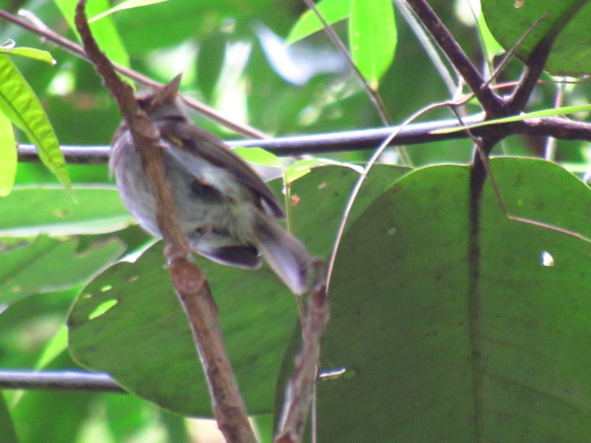 Todirostre à poitrine ombrée - ML646234181