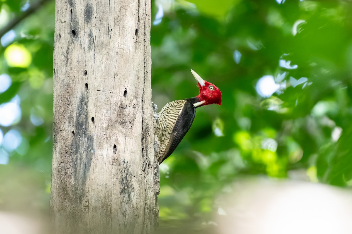 Pale-billed Woodpecker - ML646234183