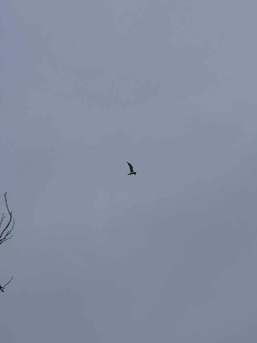 Ring-billed Gull - ML646234184