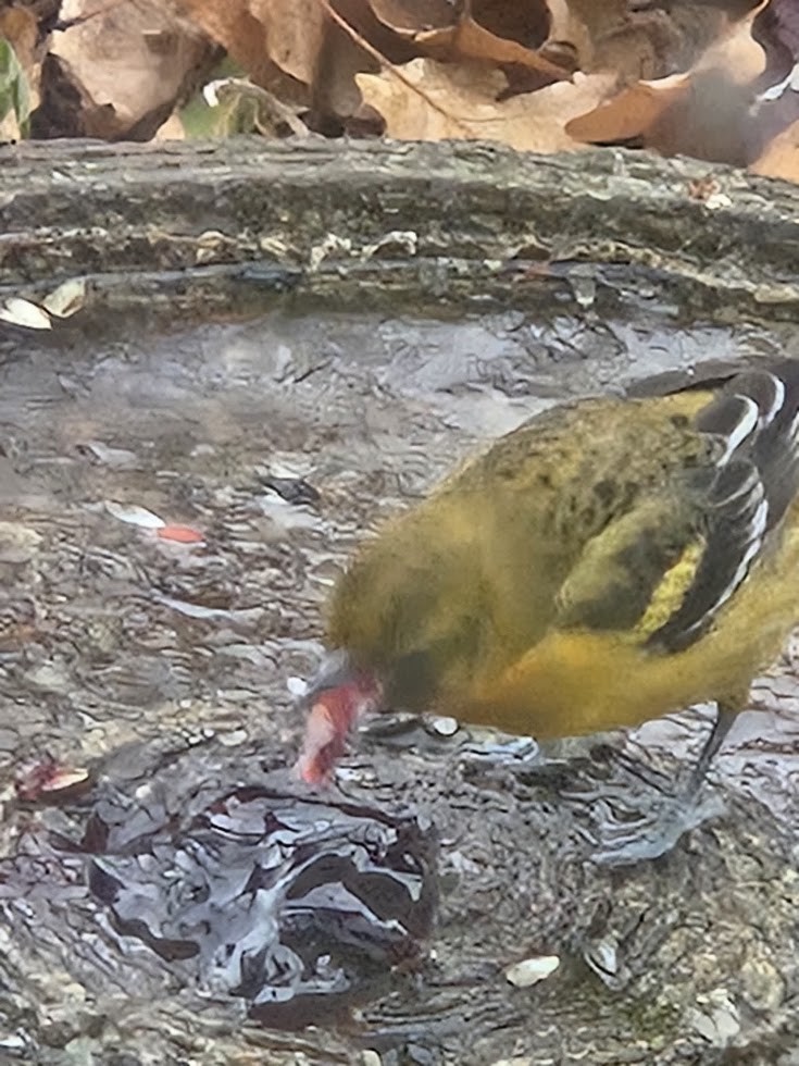 Turpial de Baltimore - ML646234192