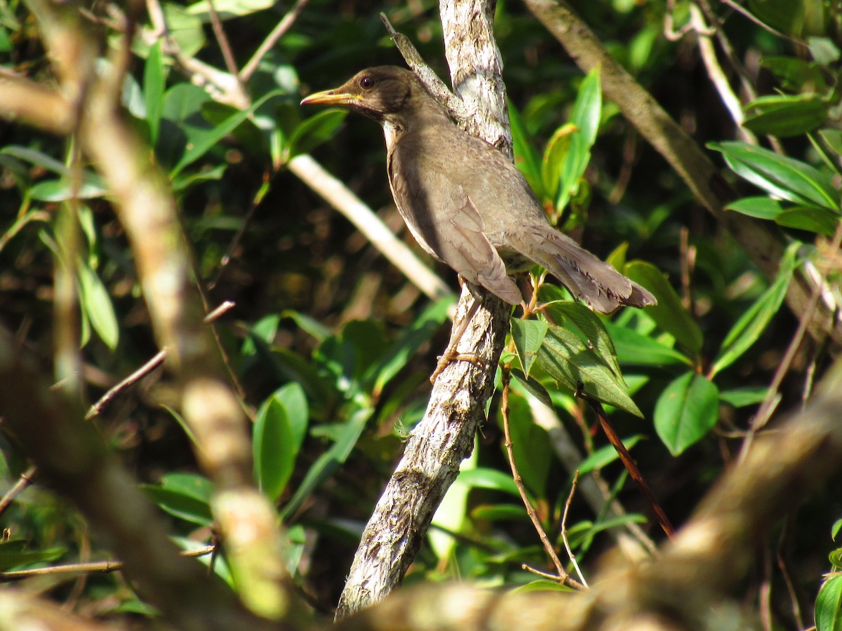 Creamy-bellied Thrush - ML646234195