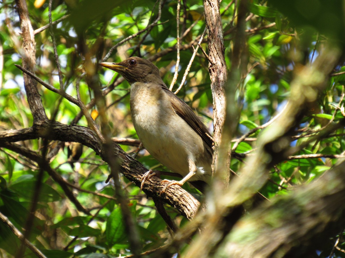 Creamy-bellied Thrush - ML646234196
