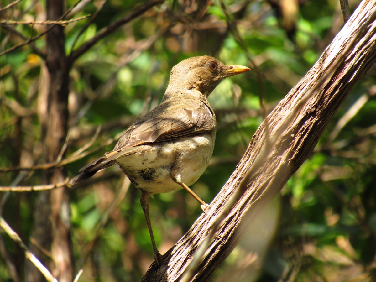 Creamy-bellied Thrush - ML646234197