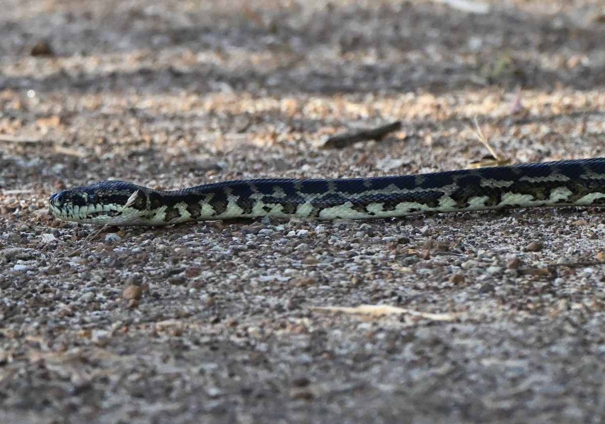 Animals - ML646234199