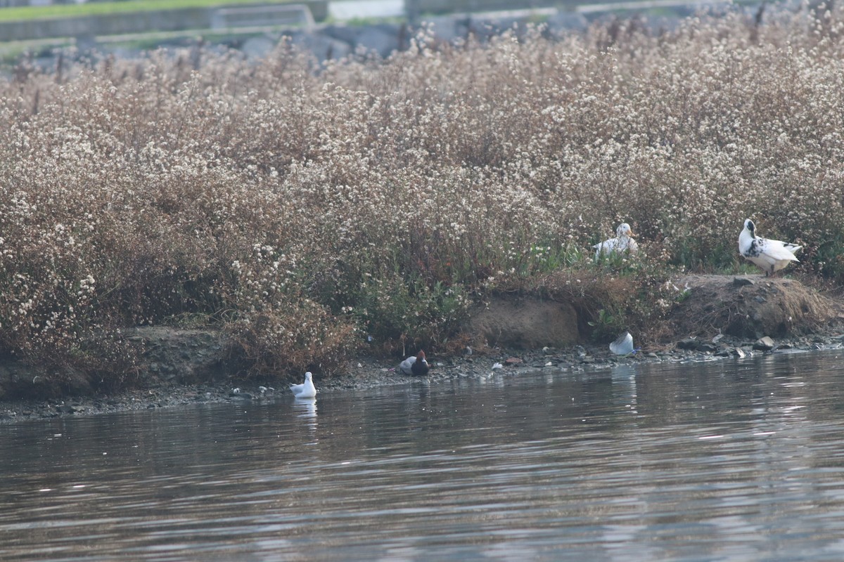 Common Pochard - ML646234201