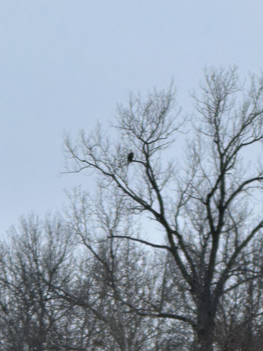 Bald Eagle - ML646234202