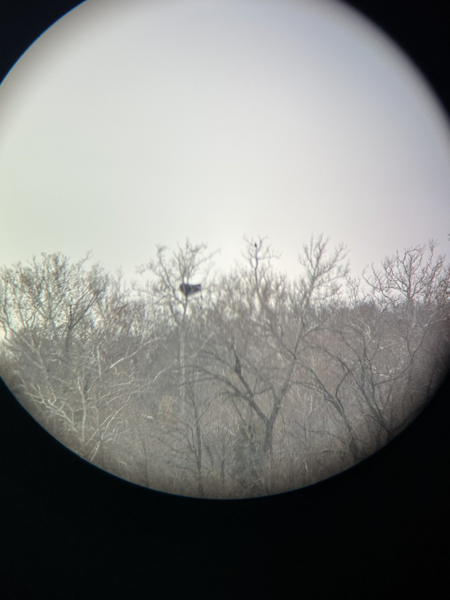 Bald Eagle - ML646234203