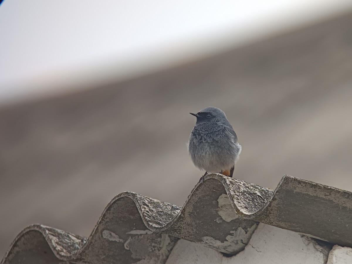 Black Redstart - ML646234204