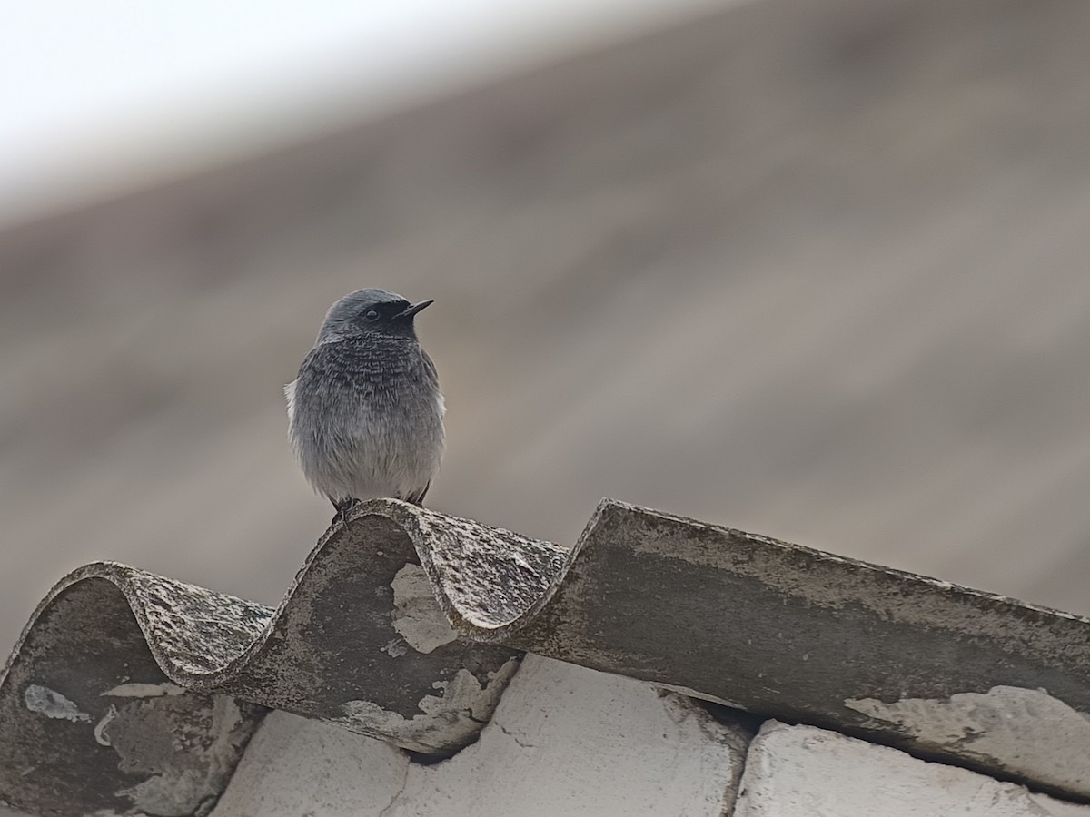 Black Redstart - ML646234205