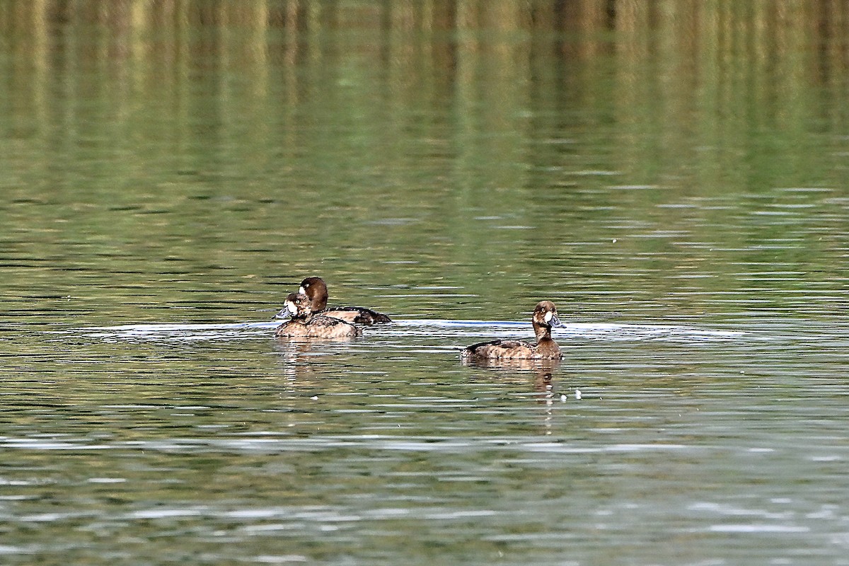 Greater Scaup - ML646234207