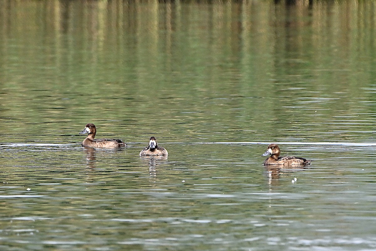 Greater Scaup - ML646234208