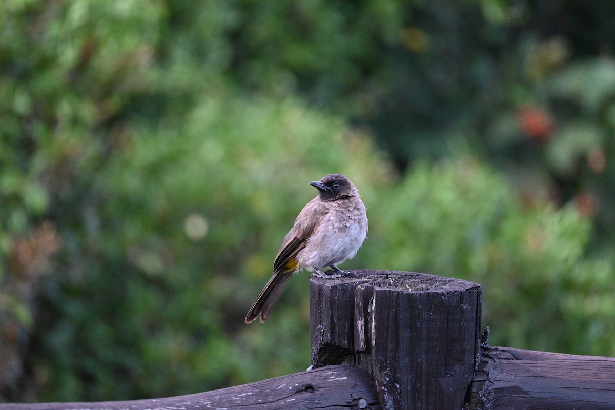 Common Bulbul (Dark-capped) - ML646234209
