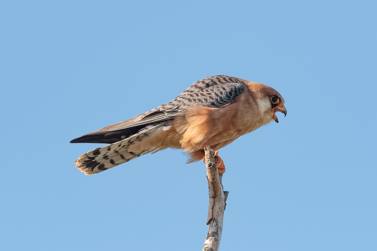 Red-footed Falcon - ML646234211