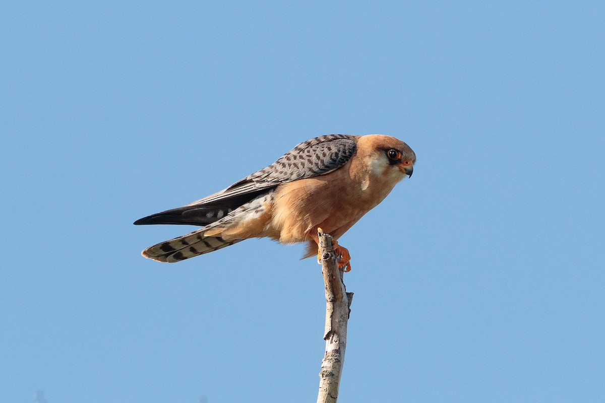 בז ערב - ML646234212