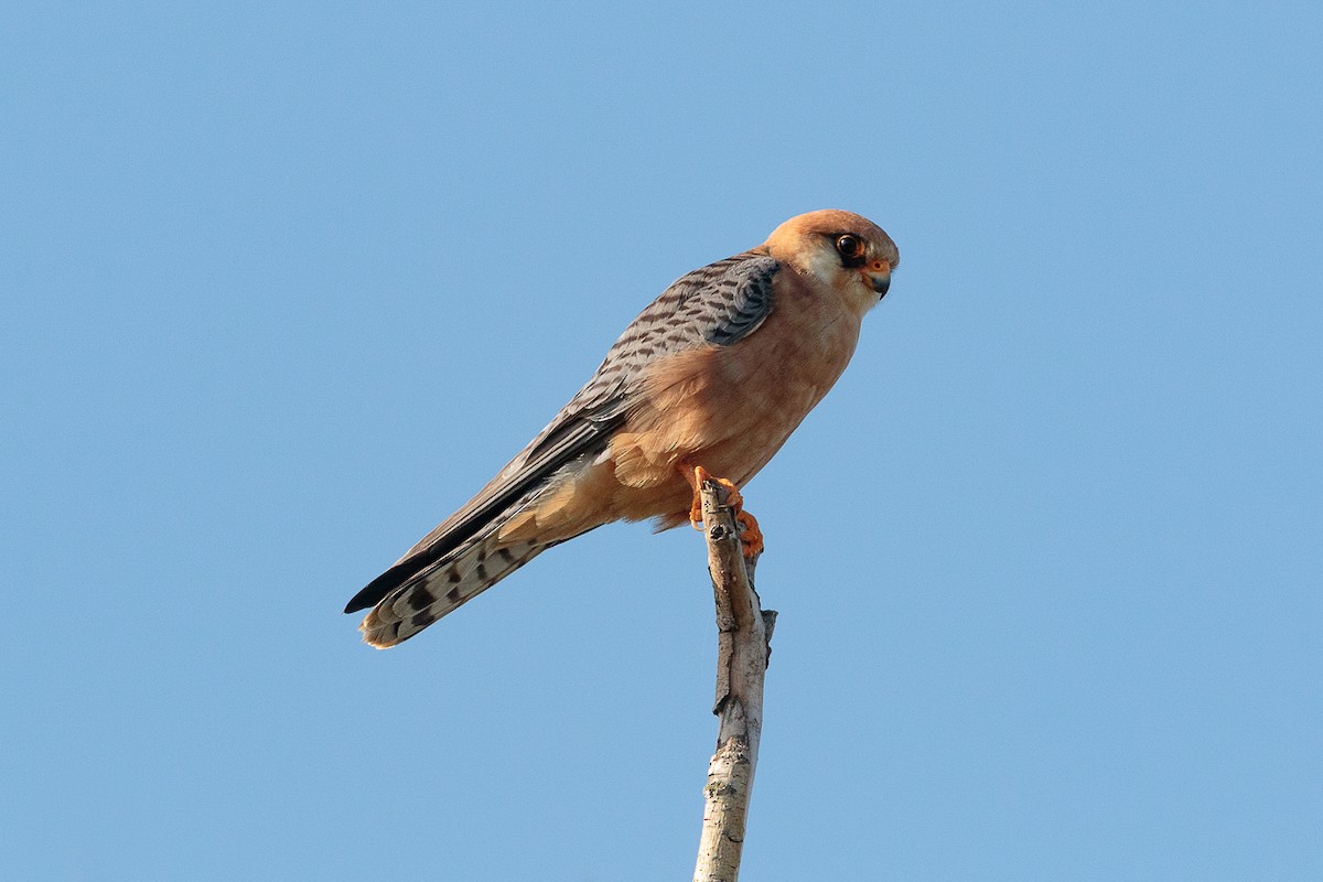 בז ערב - ML646234213
