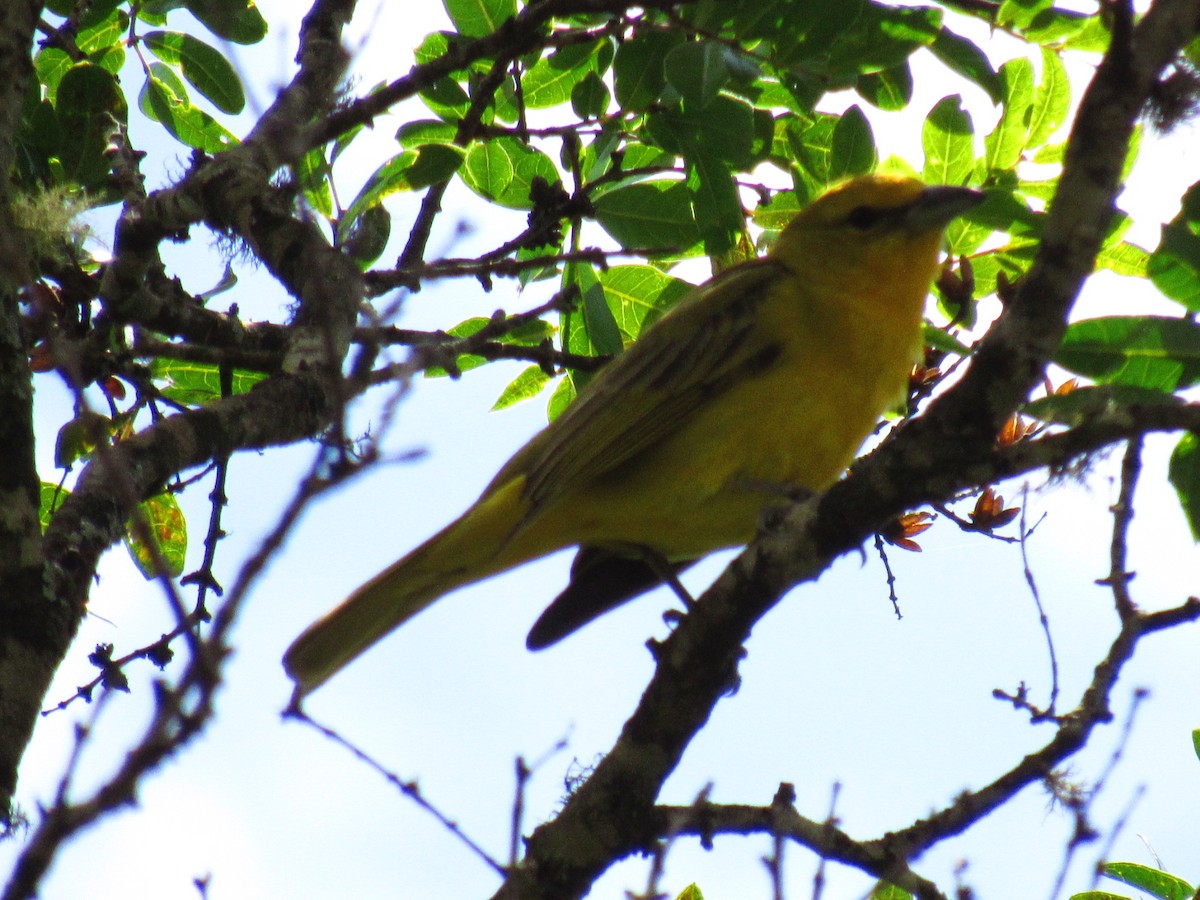 Hepatic Tanager (Lowland) - ML646234214