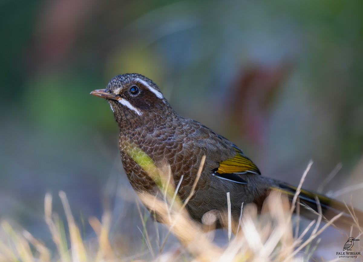 White-whiskered Laughingthrush - ML646234215