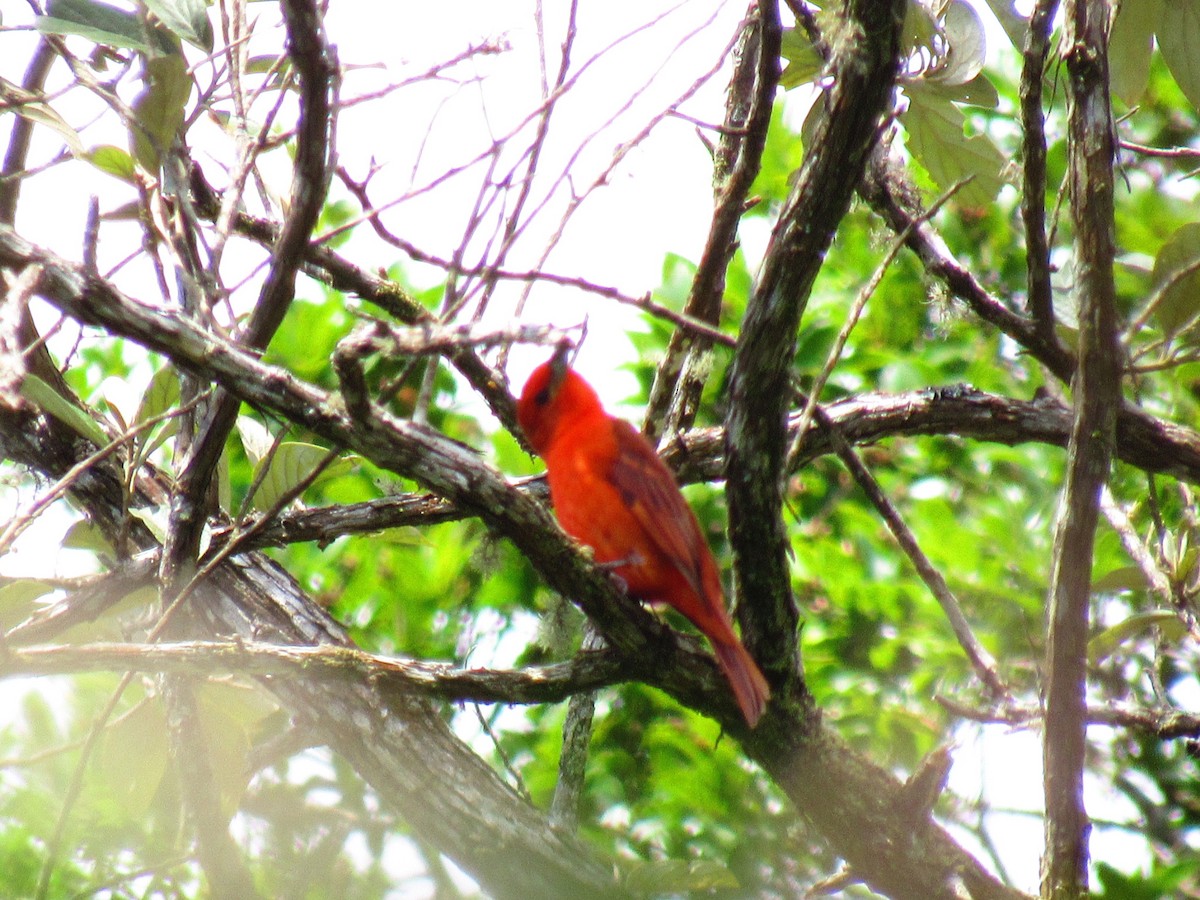 Hepatic Tanager (Lowland) - ML646234216
