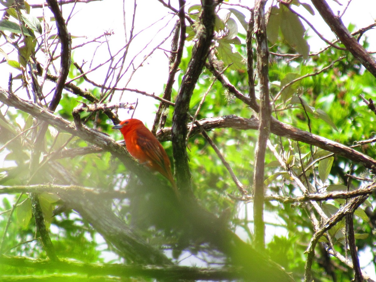 Hepatic Tanager (Lowland) - ML646234217