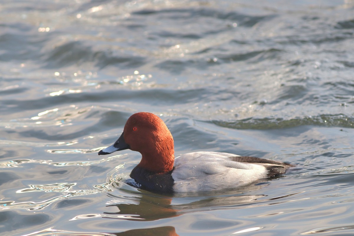 Common Pochard - ML646234218