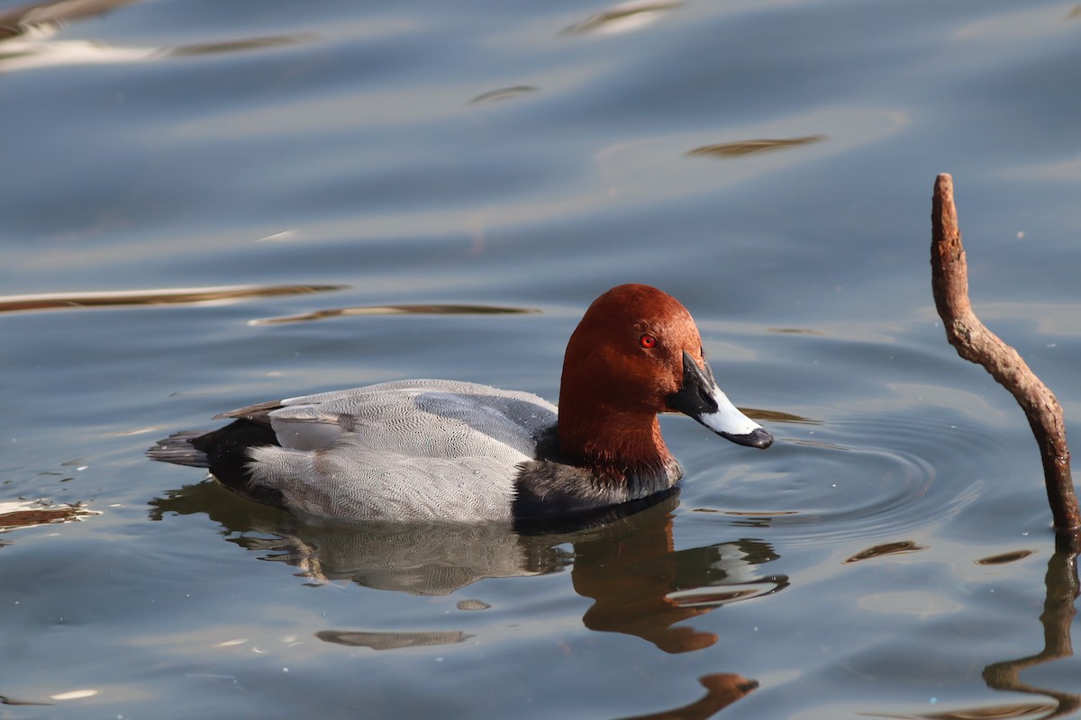 Common Pochard - ML646234219