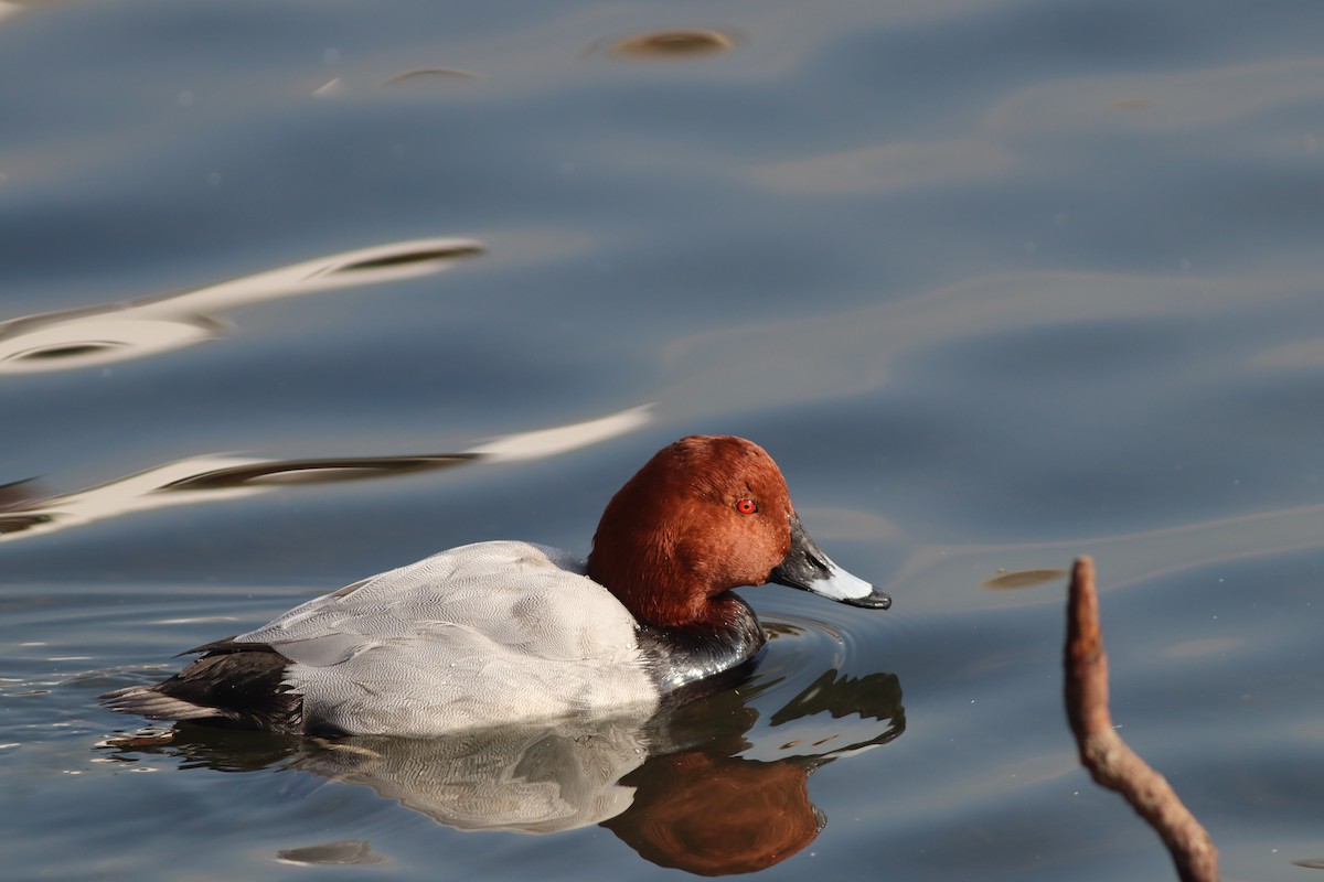 Common Pochard - ML646234220