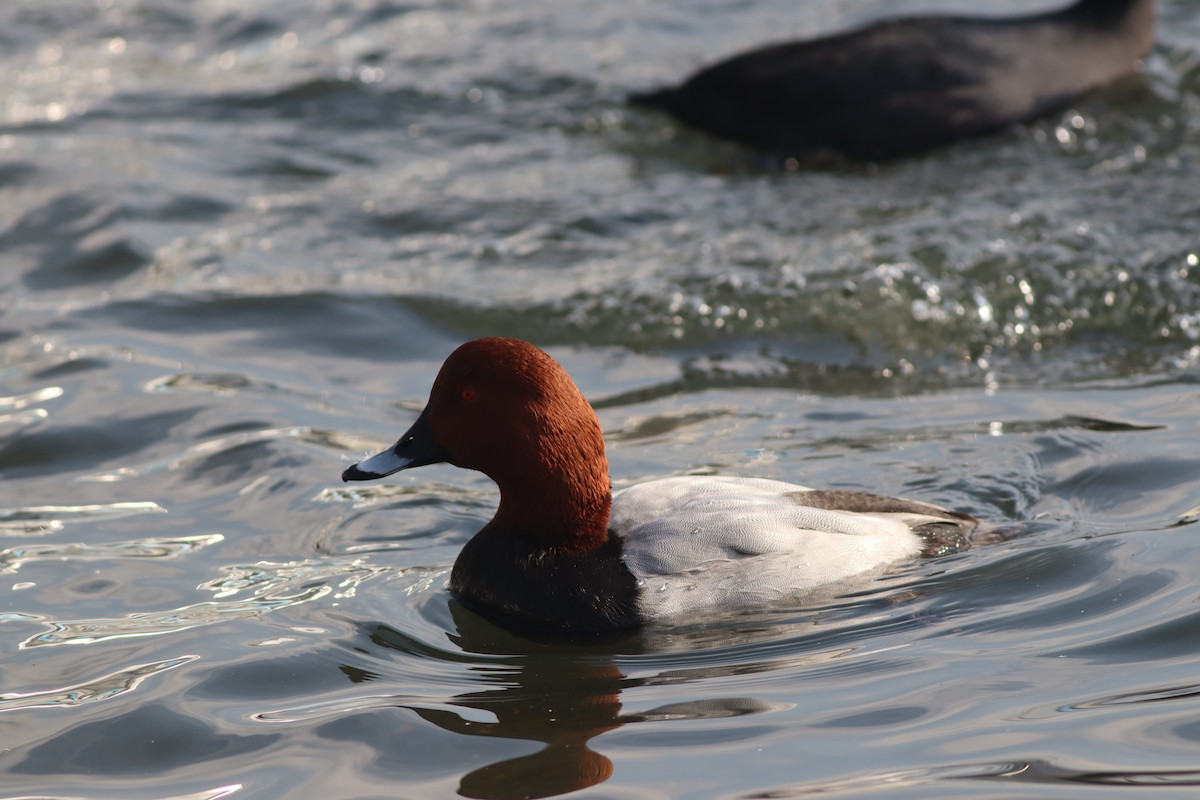 Common Pochard - ML646234221