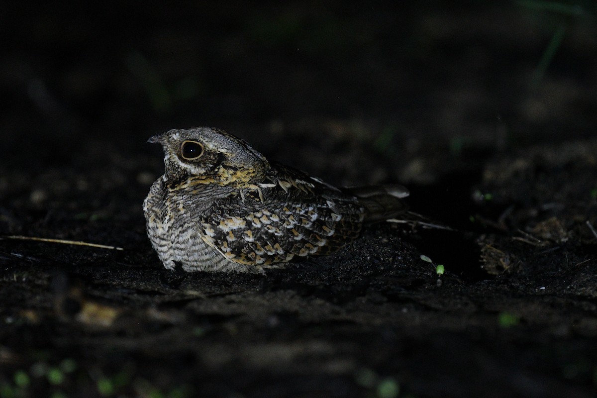 Indian Nightjar - ML646234222