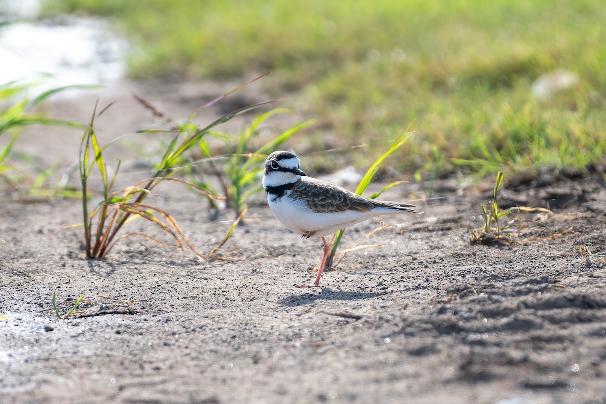 Collared Plover - ML646234224