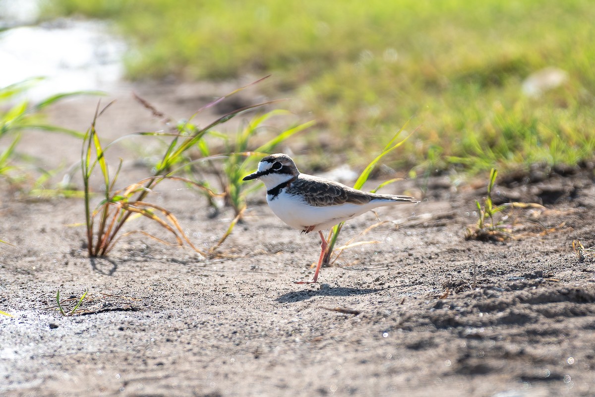 Collared Plover - ML646234225