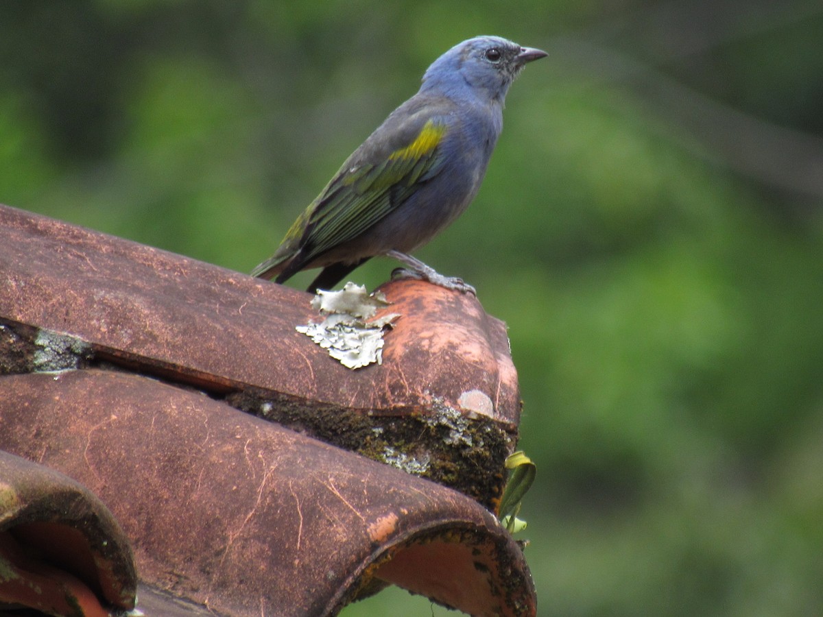 Golden-chevroned Tanager - ML646234226