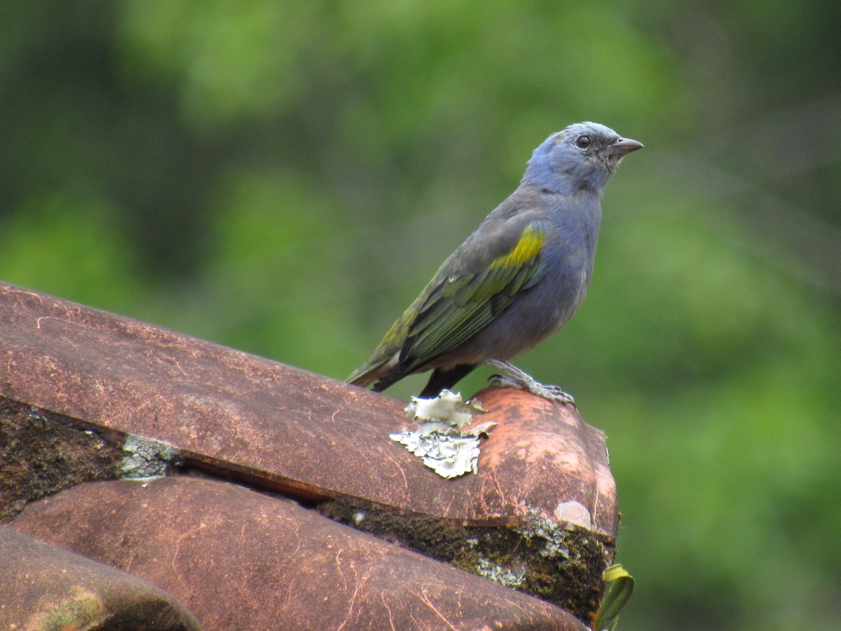 Golden-chevroned Tanager - ML646234227