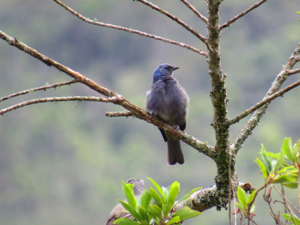 Golden-chevroned Tanager - ML646234228
