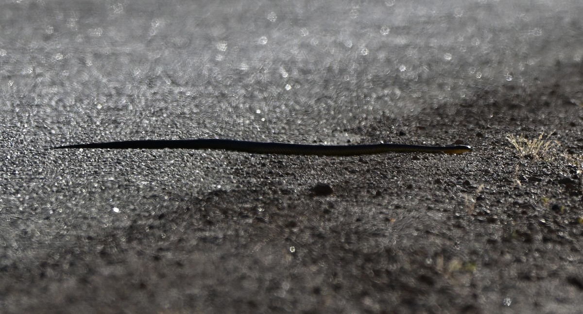 Tiger Snake - ML646234229