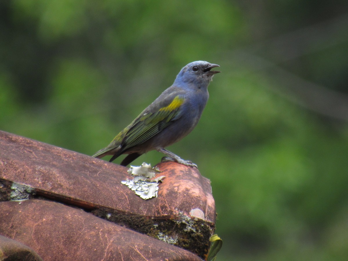 Golden-chevroned Tanager - ML646234230