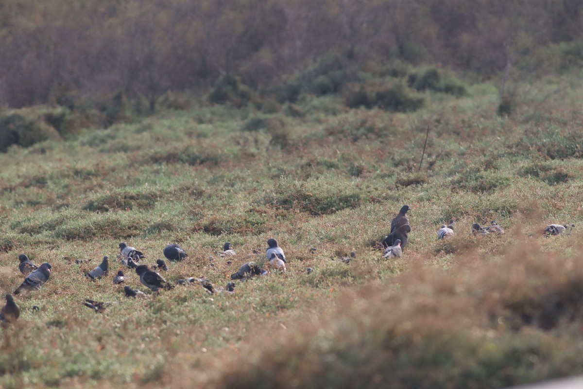 Pigeon biset (forme domestique) - ML646234232