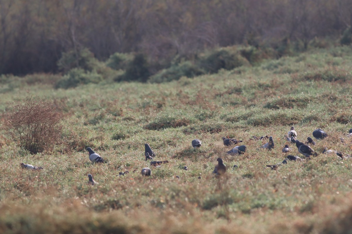 Pigeon biset (forme domestique) - ML646234233