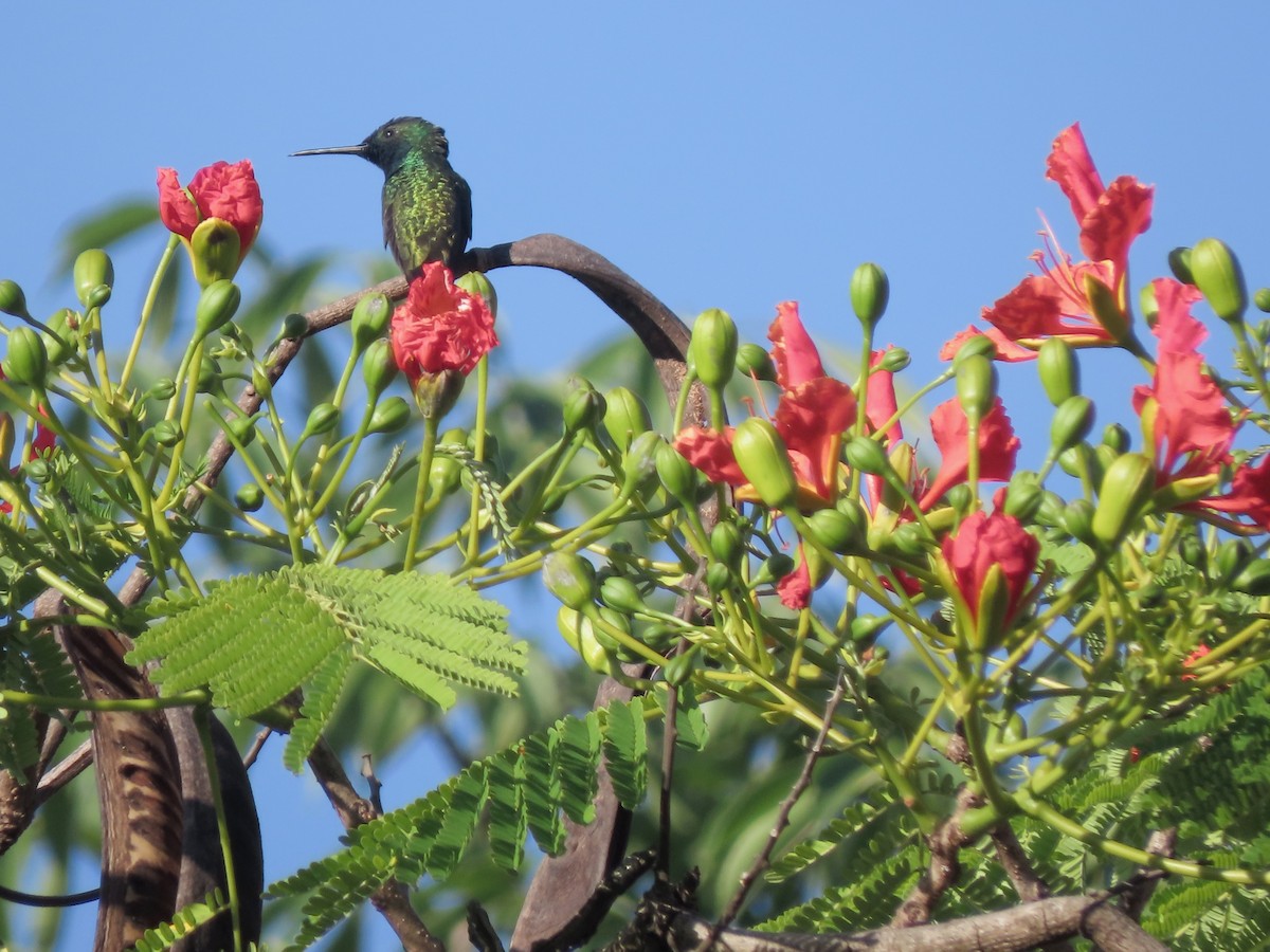 Black-throated Mango - ML646234234
