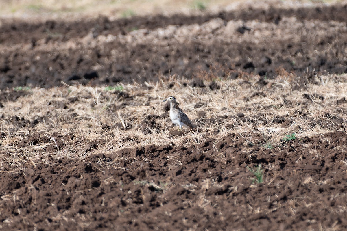 Double-striped Thick-knee - ML646234235