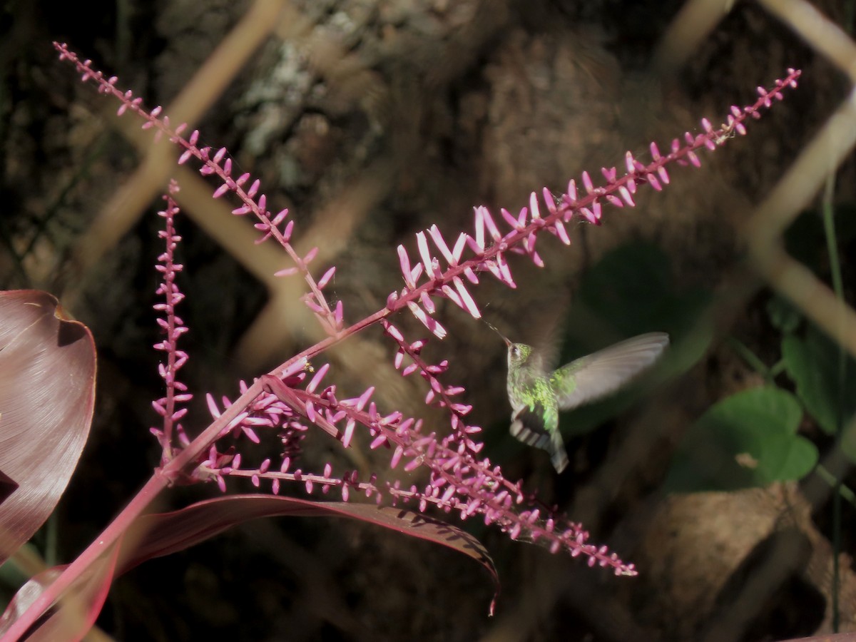 Glittering-bellied Emerald - ML646234237