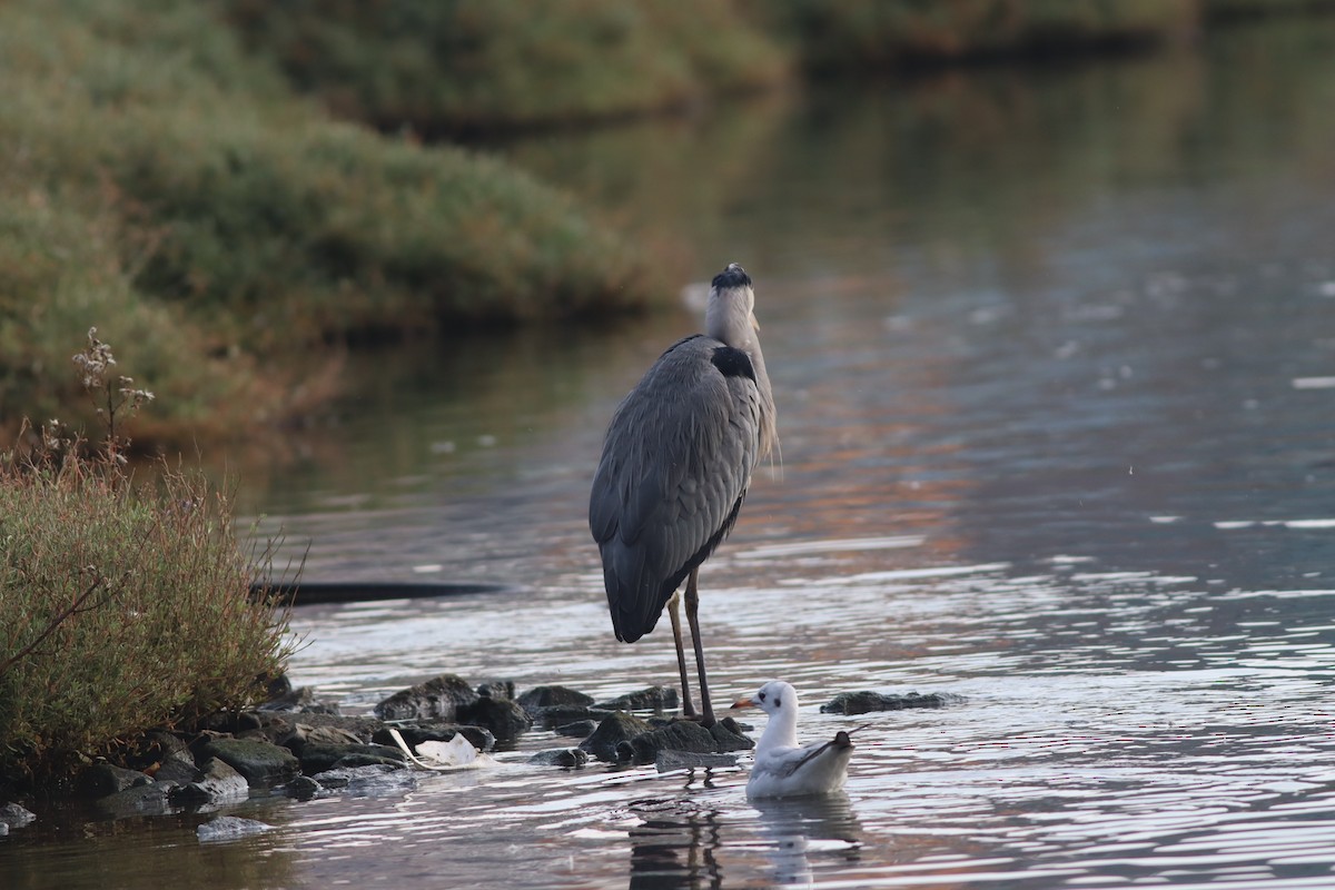 Gray Heron - ML646234240
