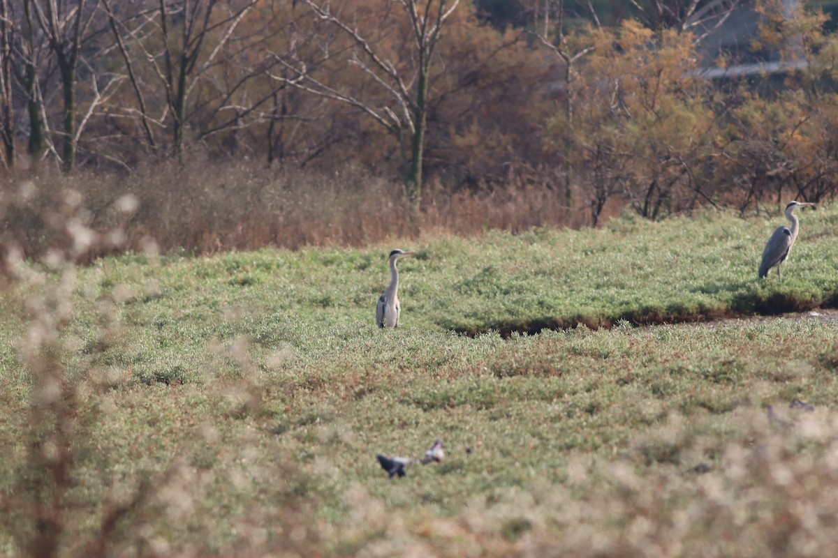 Gray Heron - ML646234241