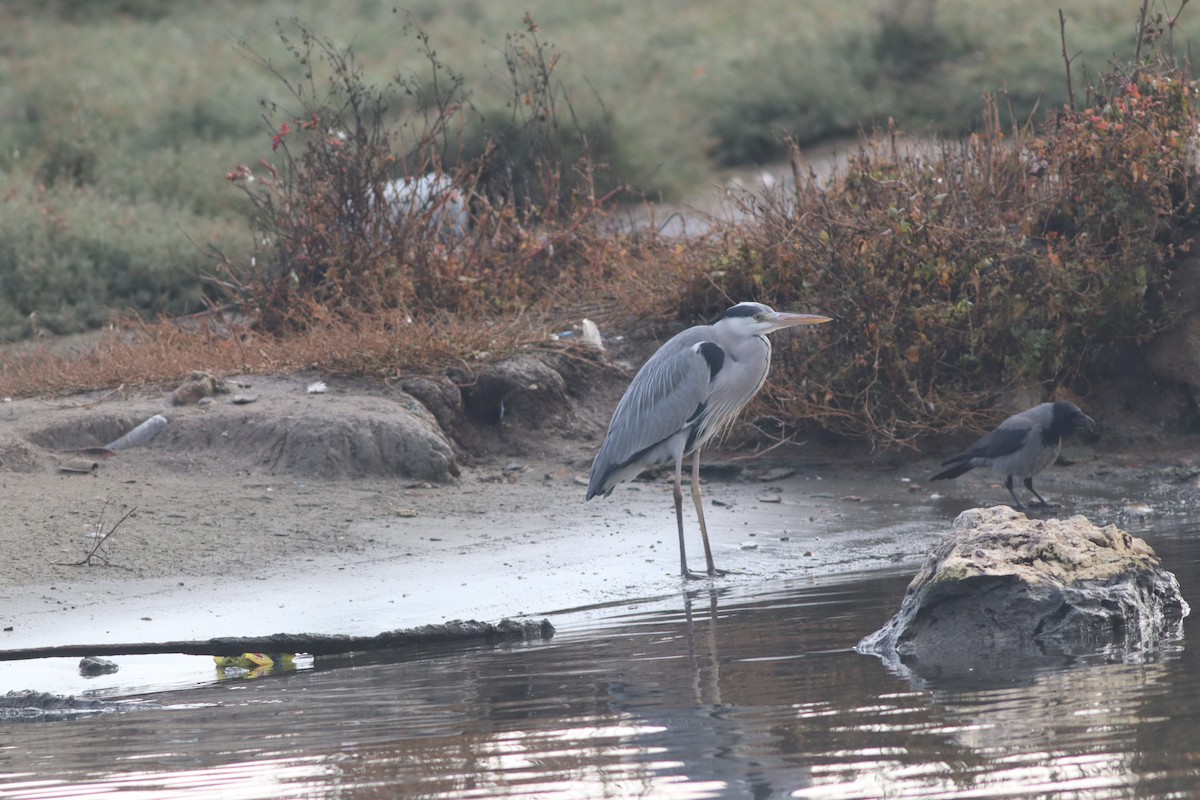 Gray Heron - ML646234242