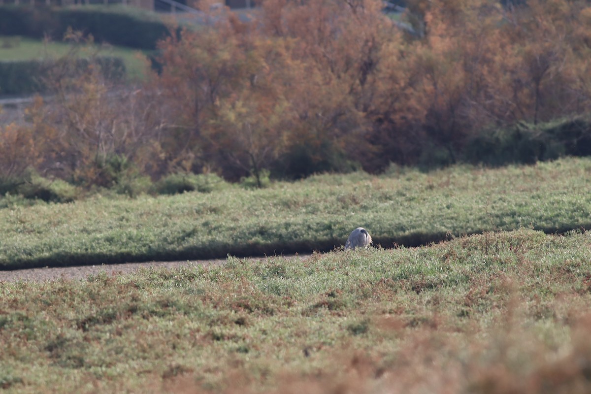 Gray Heron - ML646234243